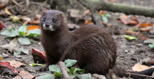 Vison d’Europe, sa fourrure convoitée l’a rendu rare